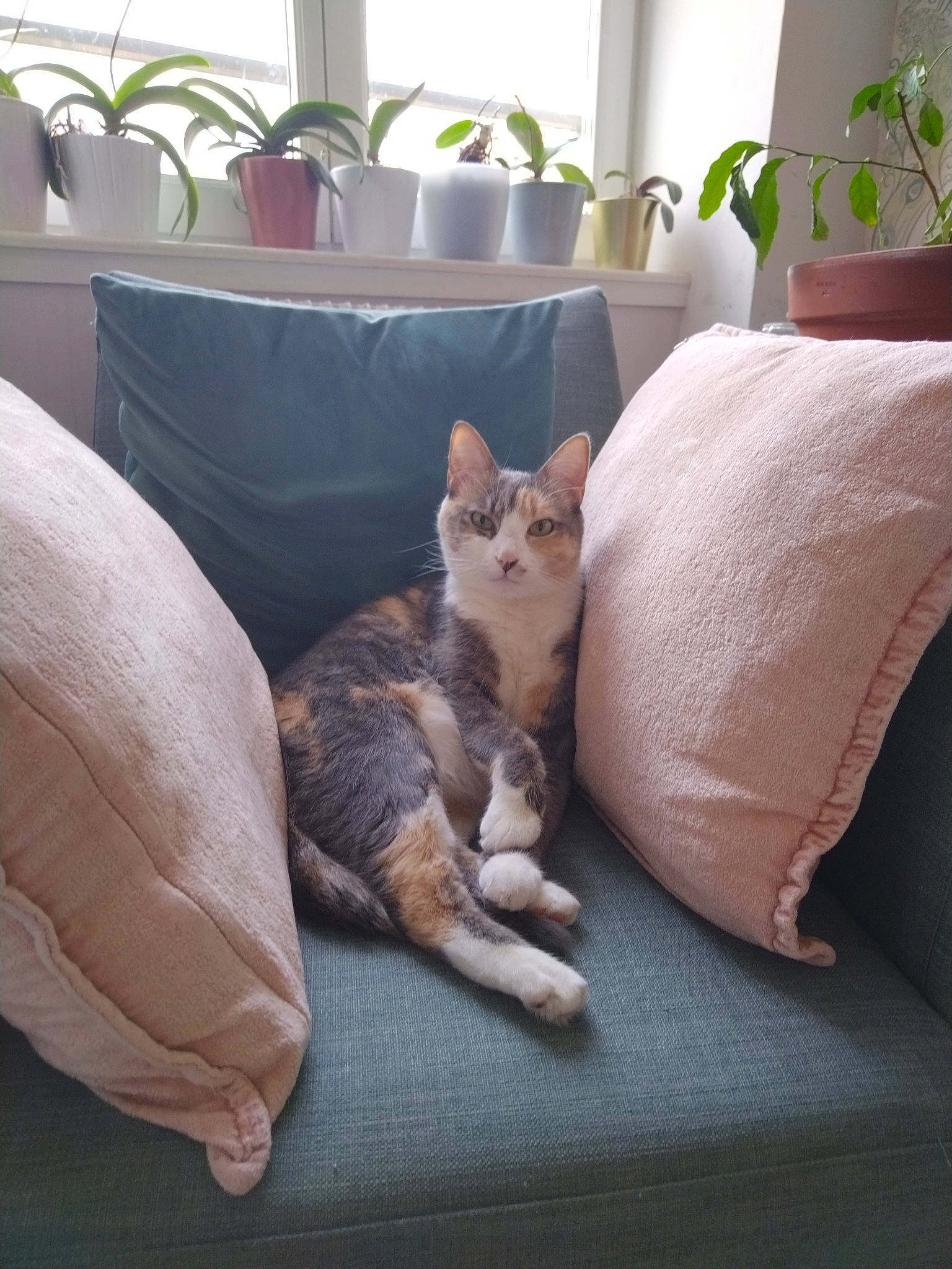 Myrtille a rejoint le concours — aidez-le/la à gagner de superbes lots ! carnivore, cat, comfort, couch, fawn, felidae, floor, flooring, furniture, grey, hardwood, houseplant, living_room, mammal, plant, small_to_medium_sized_cats, textile, whiskers, window, wood