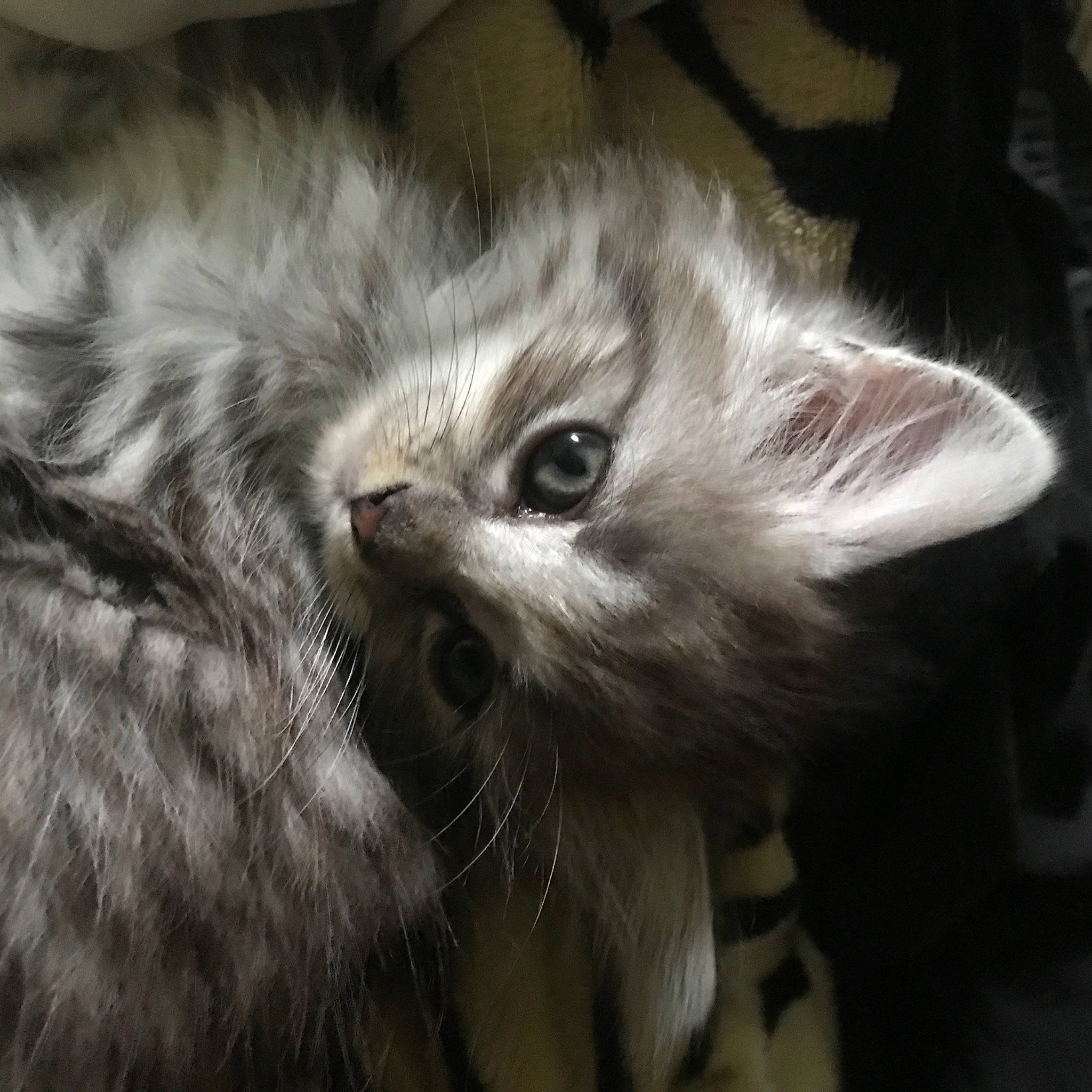 Malcom a rejoint le concours — aidez-le/la à gagner de superbes lots ! american_curl, asian, asian_semi_longhair, british_longhair, british_semi_longhair, carnivore, cat, domestic_long_haired_cat, ear, eye, felidae, fur, kitten, mammal, norwegian_forest_cat, ragamuffin, siberian, small_to_medium_sized_cats, snout, whiskers