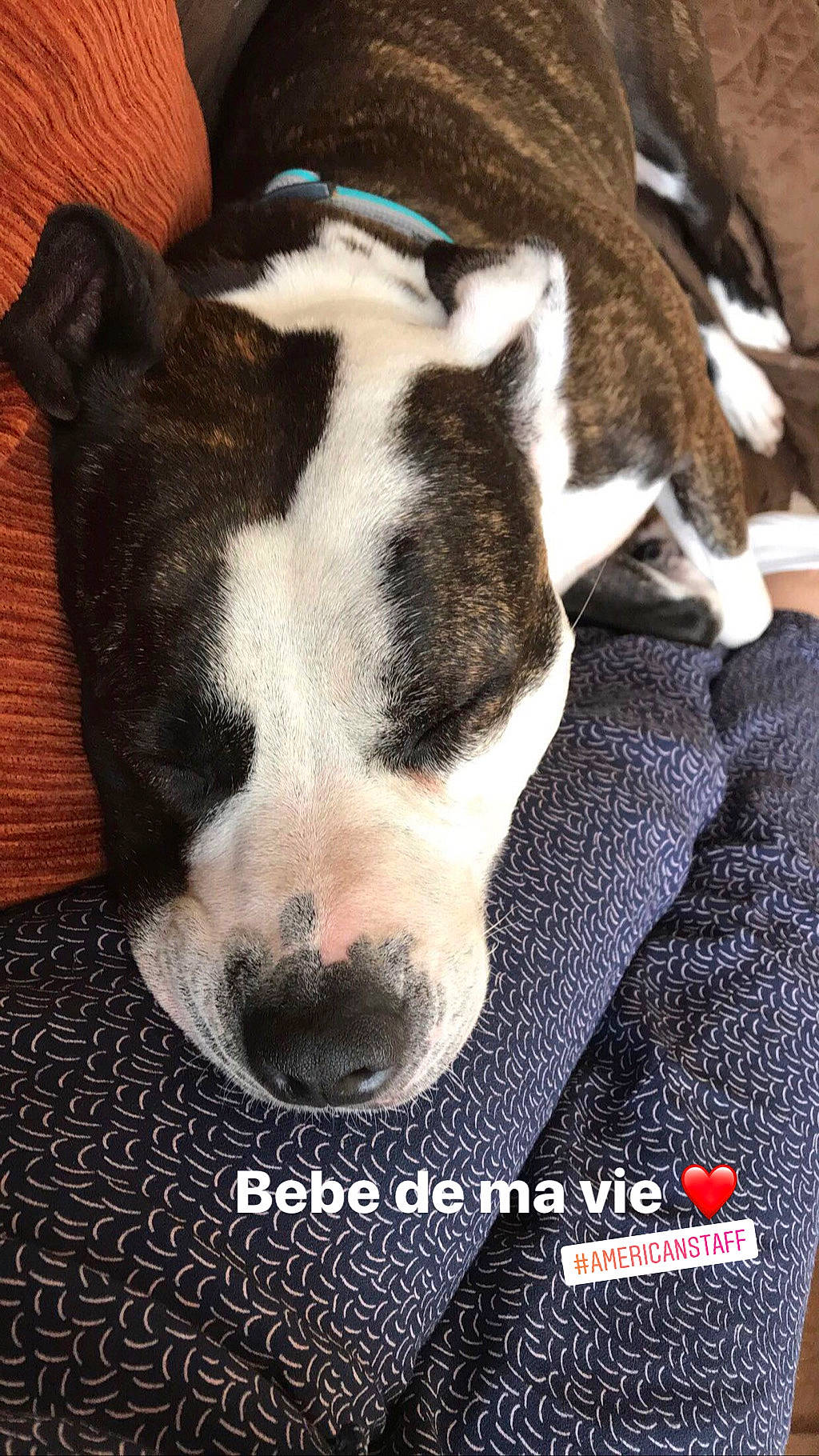 Zao a rejoint le concours — aidez-le/la à gagner de superbes lots ! american_pit_bull_terrier, american_staffordshire_terrier, canidae, carnivore, dog, dog_breed, fawn, mammal, non_sporting_group, nose, puppy, snout, vertebrate