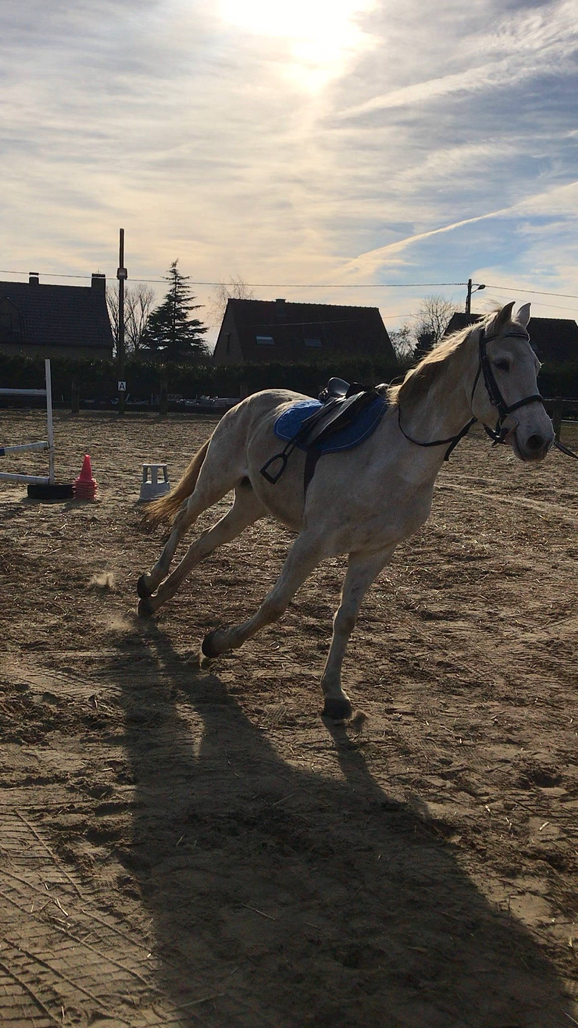 Dolfie participe au concours pour gagner de l'argent avec cette photo : animal_sports, bridle, horse, horse_tack, horse_trainer, mammal, mane, mare, pack_animal, recreation, rein, sky, stallion