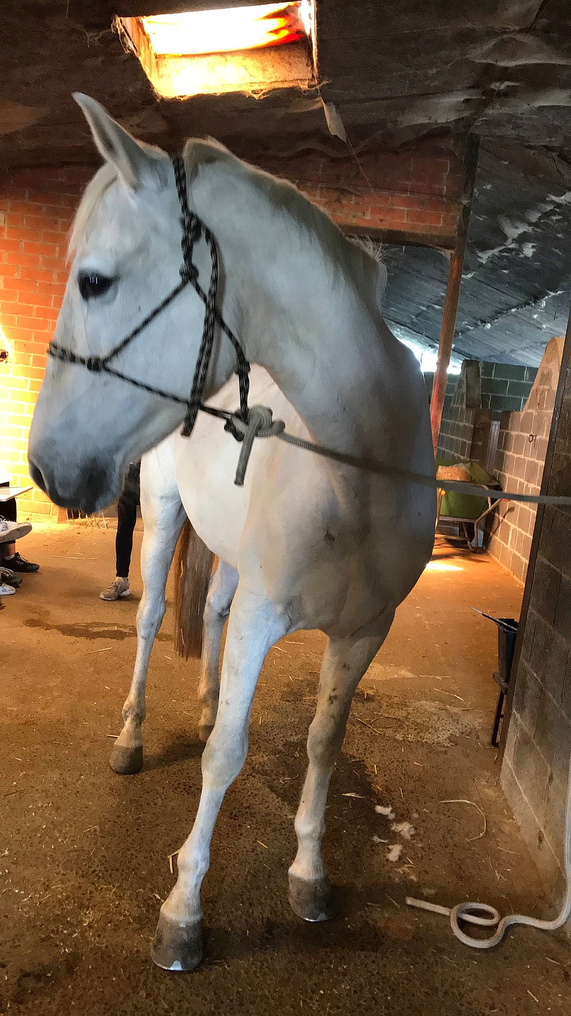 Dolfie participe au concours pour gagner de l'argent avec cette photo : bridle, horse, horse_grooming, horse_harness, horse_supplies, horse_tack, mane, mare, pack_animal, snout, stallion, working_animal