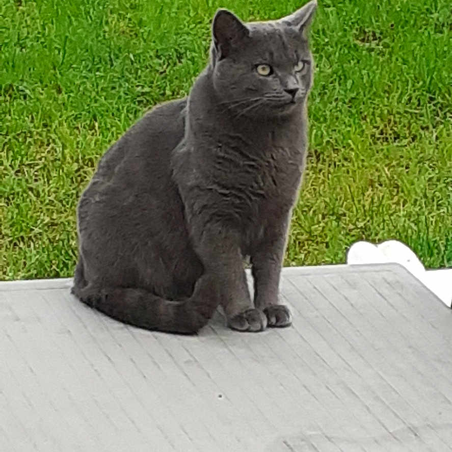 Choupi a rejoint le concours — aidez-le/la à gagner de superbes lots ! animal, architecture, backyard, blackcat, building, cat, grass, house, housing, kitten, lawn, manx, nature, outdoors, pet, plant, porch, slate, soil, yard