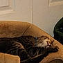 Doc joined the competition — help win amazing prizes! animal, bed, cat, comfortable, cozy, cute, domestic_cat, feline, fur, home, indoor, nap, peaceful, pet_bed, quiet, relaxed, resting, sleeping, soft, tabby