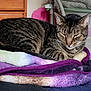 Doc is registered to the contest to win money with this photo: animal, blanket, cat, comfort, cozy, cute, domestic, dresser, fur, furniture, home, indoor, pet, pile, relaxation, resting, sleeping, soft, striped, tabby
