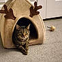 animal, antlers, carpet, cat, cozy, cute, door, ears, feline, fur, home, indoor, paws, pet, pet_house, relaxed, resting, tabby_cat, toy_mouse, whiskers