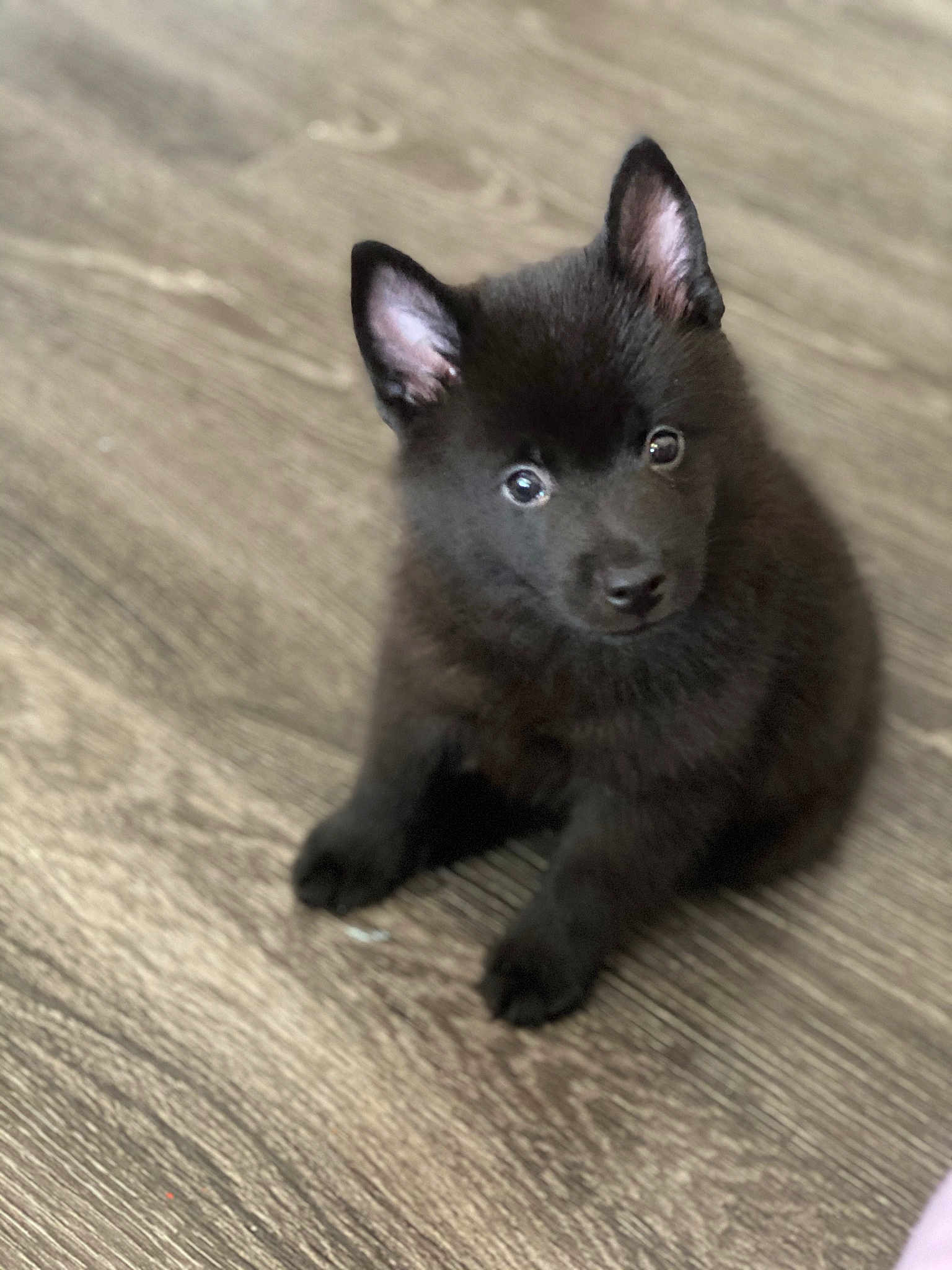 Oliver