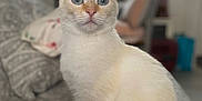 Chanelle a rejoint le concours — aidez-le/la à gagner de superbes lots ! cat, cream_colored, blue_eyes, sitting, indoor, bedspread, patterned, furniture, curtains, cozy, soft_focus, pet, animal, fur, whiskers, ears, tail, home, domestic, cute