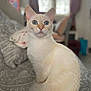 cat, cream_colored, blue_eyes, sitting, indoor, bedspread, patterned, furniture, curtains, cozy, soft_focus, pet, animal, fur, whiskers, ears, tail, home, domestic, cute