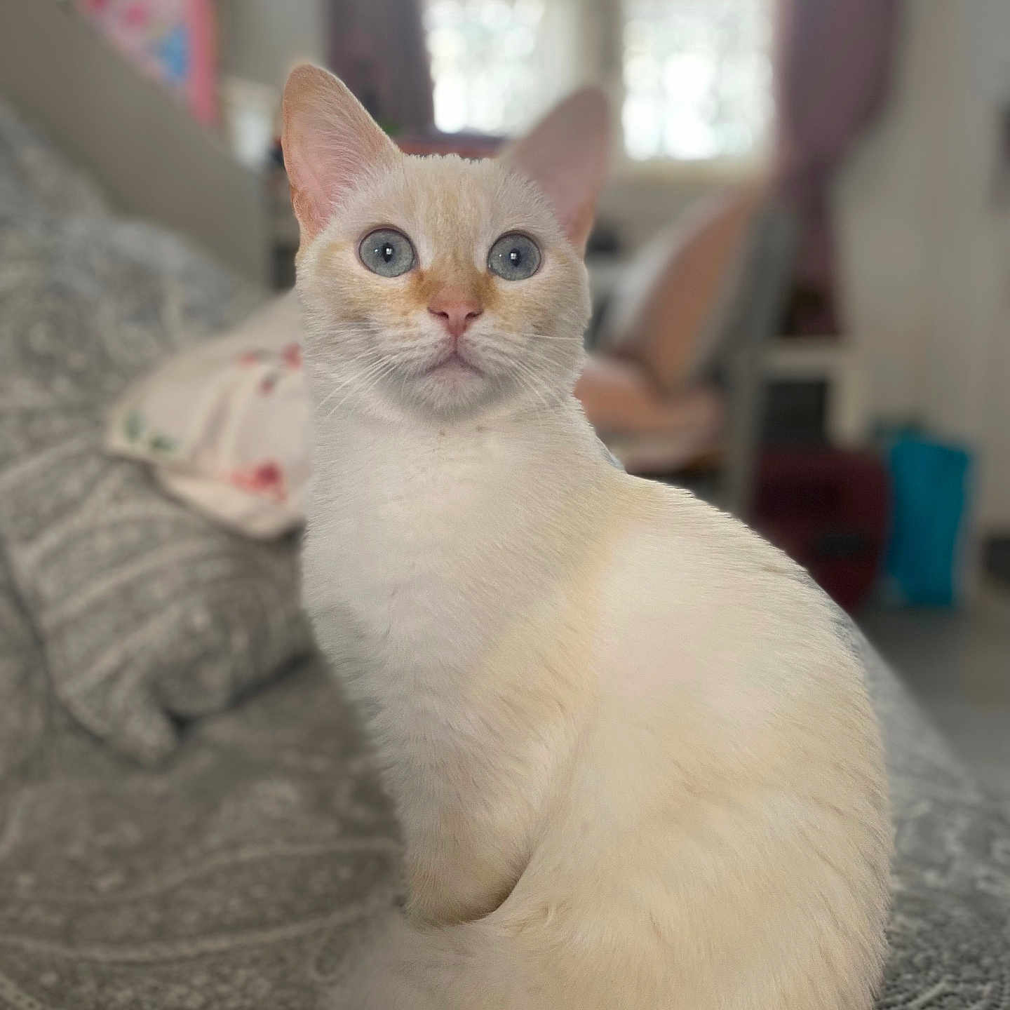 Chanelle a rejoint le concours — aidez-le/la à gagner de superbes lots ! animal, bedspread, blue_eyes, cat, cozy, cream_colored, curtains, cute, domestic, ears, fur, furniture, home, indoor, patterned, pet, sitting, soft_focus, tail, whiskers