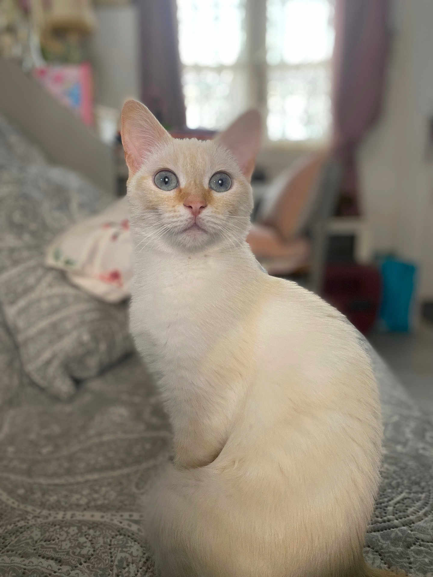 Chanelle a rejoint le concours — aidez-le/la à gagner de superbes lots ! cat, cream_colored, blue_eyes, sitting, indoor, bedspread, patterned, furniture, curtains, cozy, soft_focus, pet, animal, fur, whiskers, ears, tail, home, domestic, cute