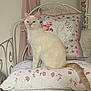 Chanelle a rejoint le concours — aidez-le/la à gagner de superbes lots ! cat, cream_colored, sitting, cushions, floral_pattern, striped_pattern, bed, metal_bed_frame, indoor, decor, pillow, pastel_colors, furniture, pet, animal, feline, quiet, resting, home, cozy