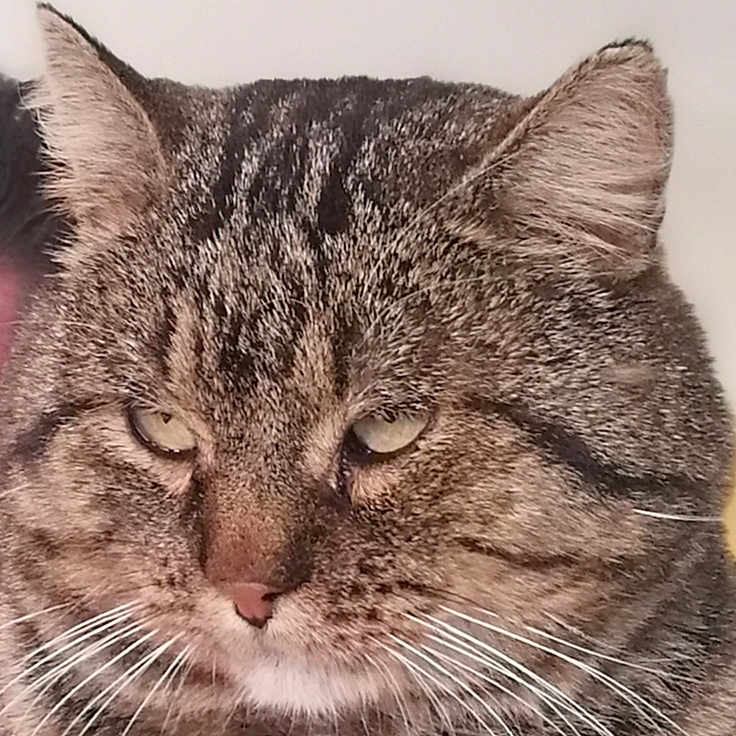 Minou Chat