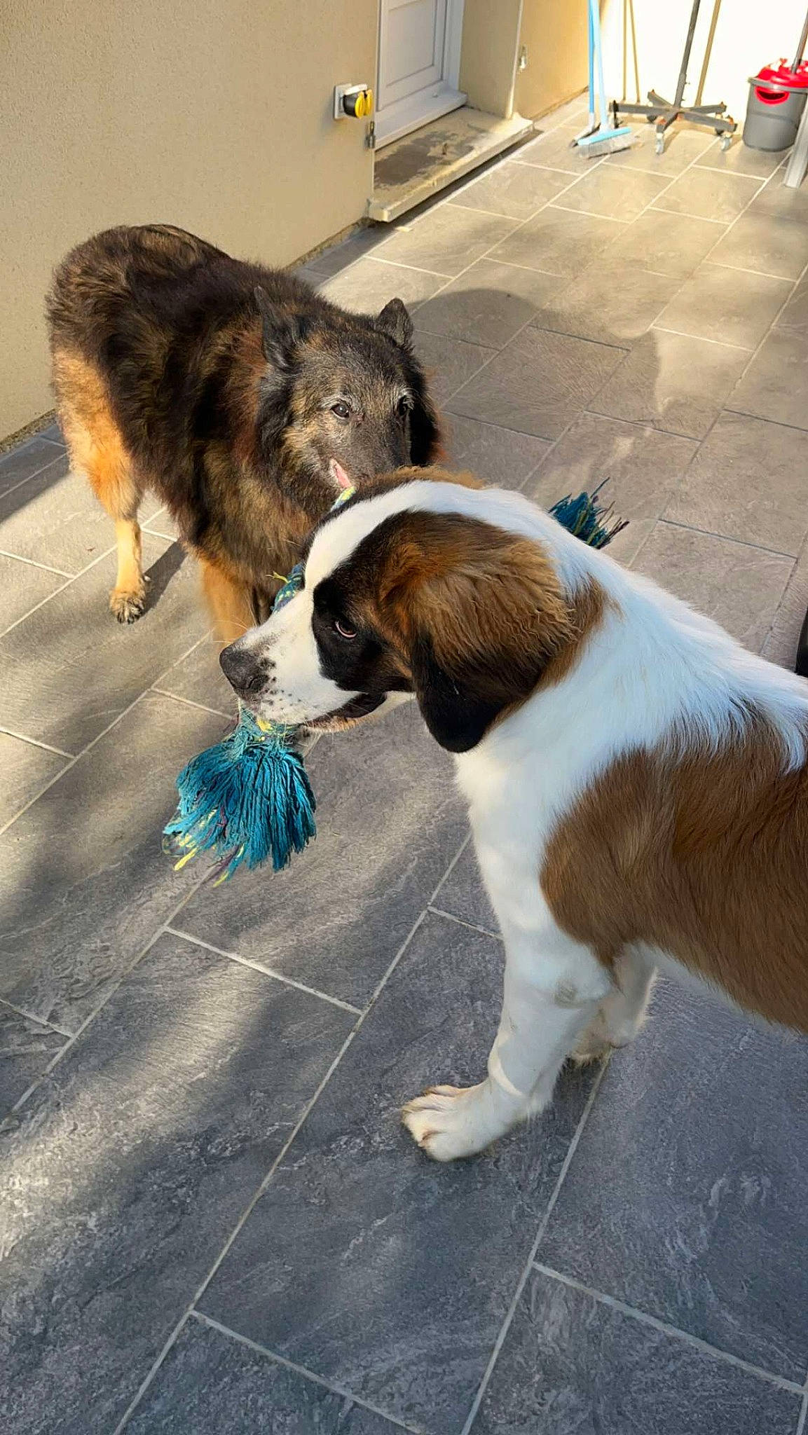 Tendresse participe au concours pour gagner de l'argent avec cette photo : asphalt, carnivore, collar, companion_dog, dog, dog_breed, dog_collar, fawn, felidae, flooring, fur, leash, pet_supply, road, road_surface, sidewalk, small_to_medium_sized_cats, snout, tail, working_animal