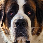 Tendresse participe au concours pour gagner de l'argent avec cette photo : brown_and_white, close_up, dog, drooling, ears, expression, eyes, face, fur, head, indoor, large_breed, muzzle, nose, pet, portrait, saint_bernard, saliva, snout, whiskers