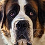 brown_and_white, close_up, dog, drooling, ears, expression, eyes, face, fur, head, indoor, large_breed, muzzle, nose, pet, portrait, saint_bernard, saliva, snout, whiskers