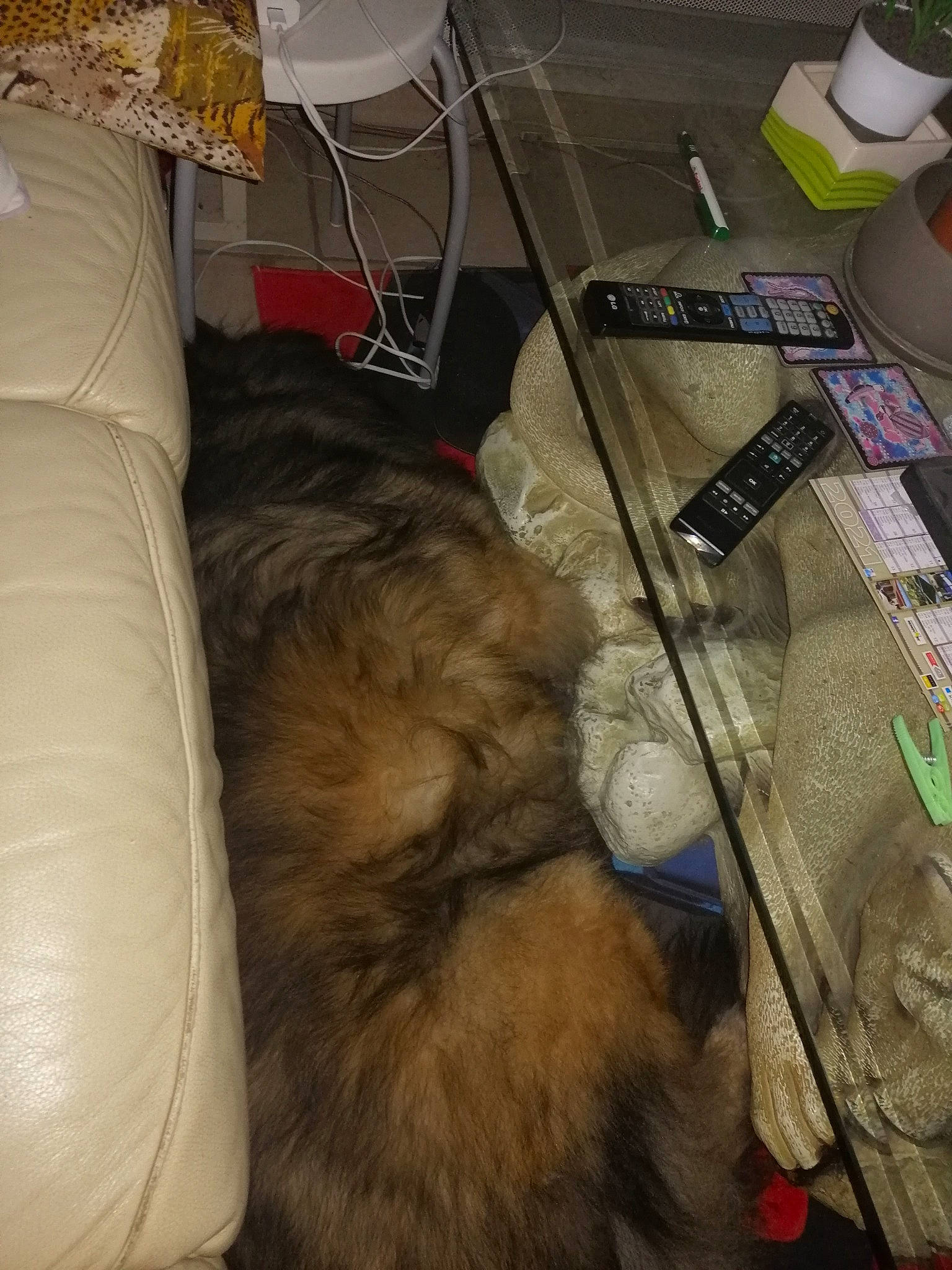 Icko participe au concours pour gagner de l'argent avec cette photo : canidae, carnivore, comfort, companion_dog, couch, dog, dog_breed, fawn, felidae, flooring, flowerpot, fur, human_leg, room, shipping_box, small_to_medium_sized_cats, sporting_group, tail, textile, wood