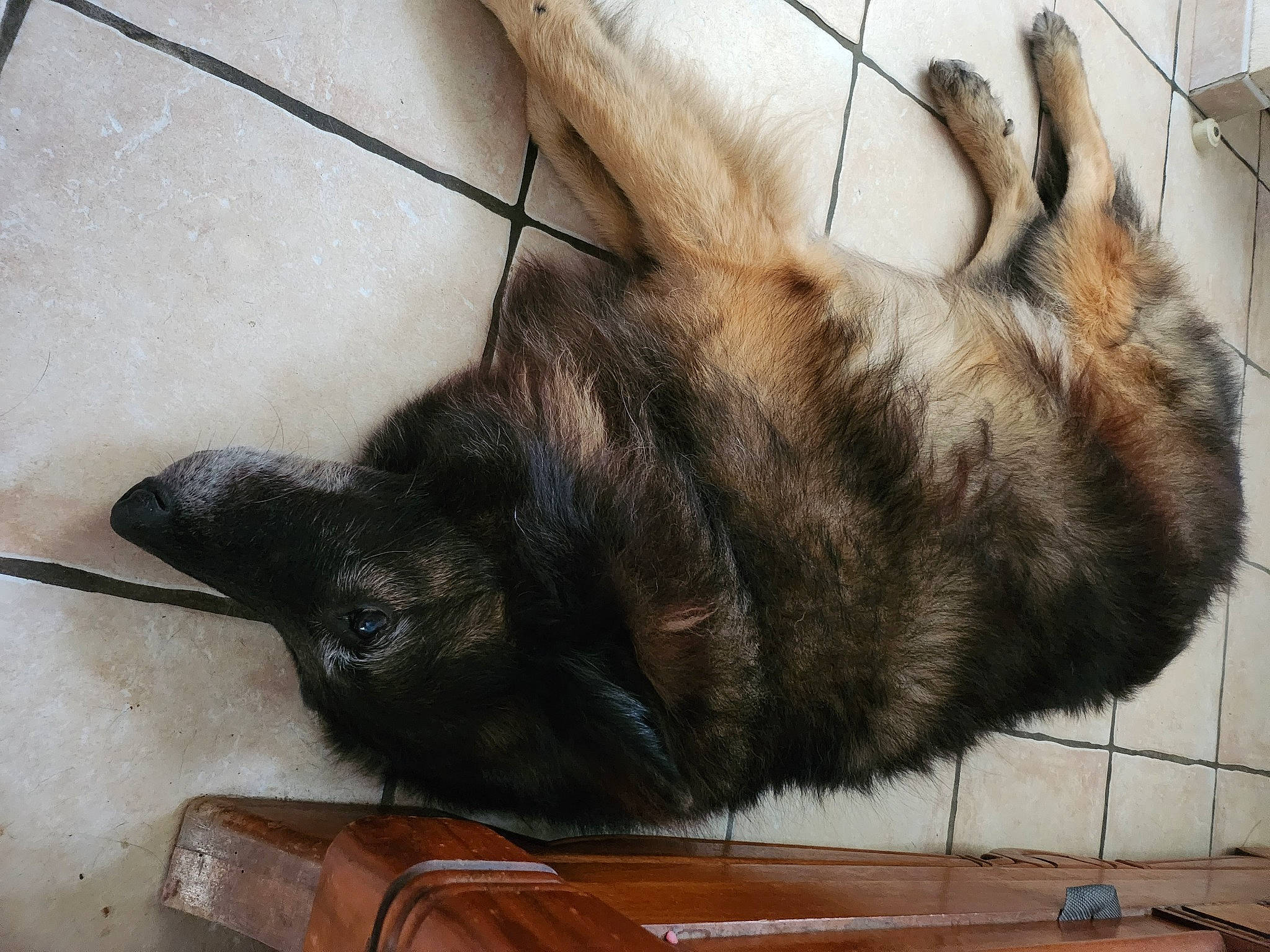 Icko participe au concours pour gagner de l'argent avec cette photo : canidae, carnivore, cat, claw, dog_breed, domestic_short_haired_cat, felidae, flooring, fur, goat_antelope, hardwood, nap, paw, small_to_medium_sized_cats, snout, sporting_group, tail, terrestrial_animal, whiskers