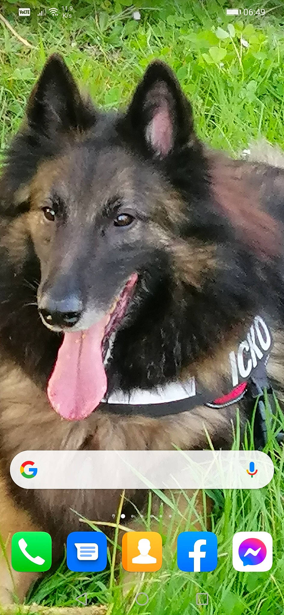 Icko participe au concours pour gagner de l'argent avec cette photo : ancient_dog_breeds, canis, carnivore, collar, companion_dog, dog, dog_breed, east_european_shepherd, fur, grass, happy, herding_dog, king_shepherd, photo_caption, screenshot, snapshot, snout, terrestrial_animal, working_animal, working_dog