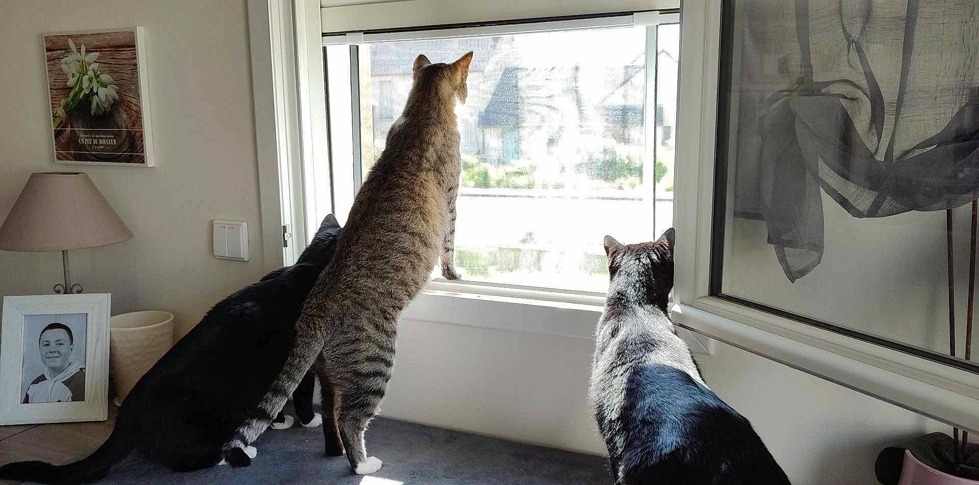 Uggy a rejoint le concours — aidez-le/la à gagner de superbes lots ! carnivore, cat, comfort, curtain, domestic_short_haired_cat, felidae, fur, grey, paw, picture_frame, sash_window, small_to_medium_sized_cats, snout, tail, terrestrial_animal, whiskers, wildlife, window, window_blind, window_covering