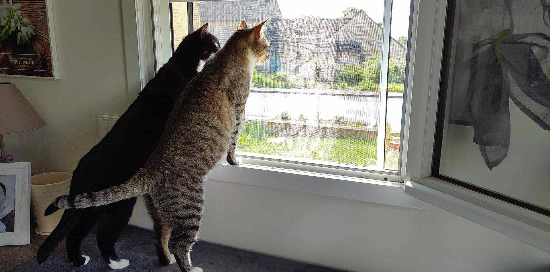 Uggy participe au concours pour gagner de l'argent avec cette photo : carnivore, cat, curtain, domestic_short_haired_cat, felidae, fixture, fur, mammal, plant, sash_window, shade, small_to_medium_sized_cats, snout, tail, terrestrial_animal, tree, whiskers, window, window_covering, window_treatment