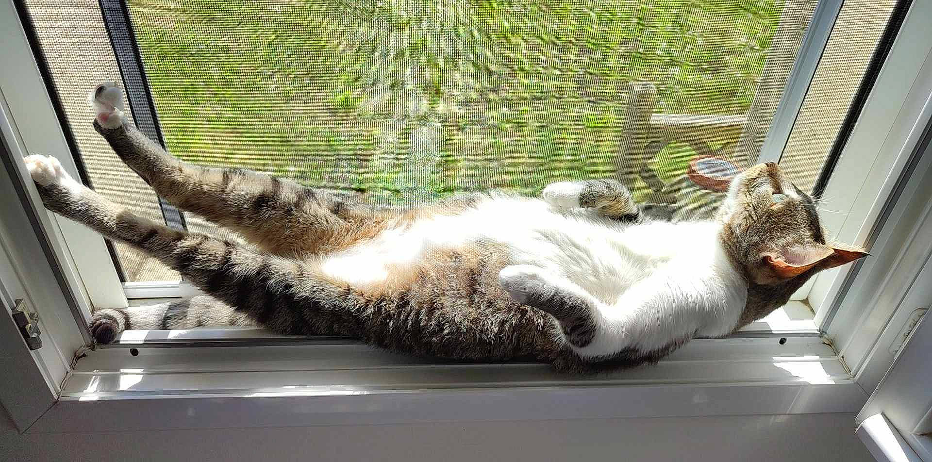 Uggy participe au concours pour gagner de l'argent avec cette photo : carnivore, cat, claw, domestic_short_haired_cat, fawn, felidae, fur, grass, mammal, paw, plant, small_to_medium_sized_cats, snout, tail, terrestrial_animal, tree, vertebrate, whiskers, window, windshield