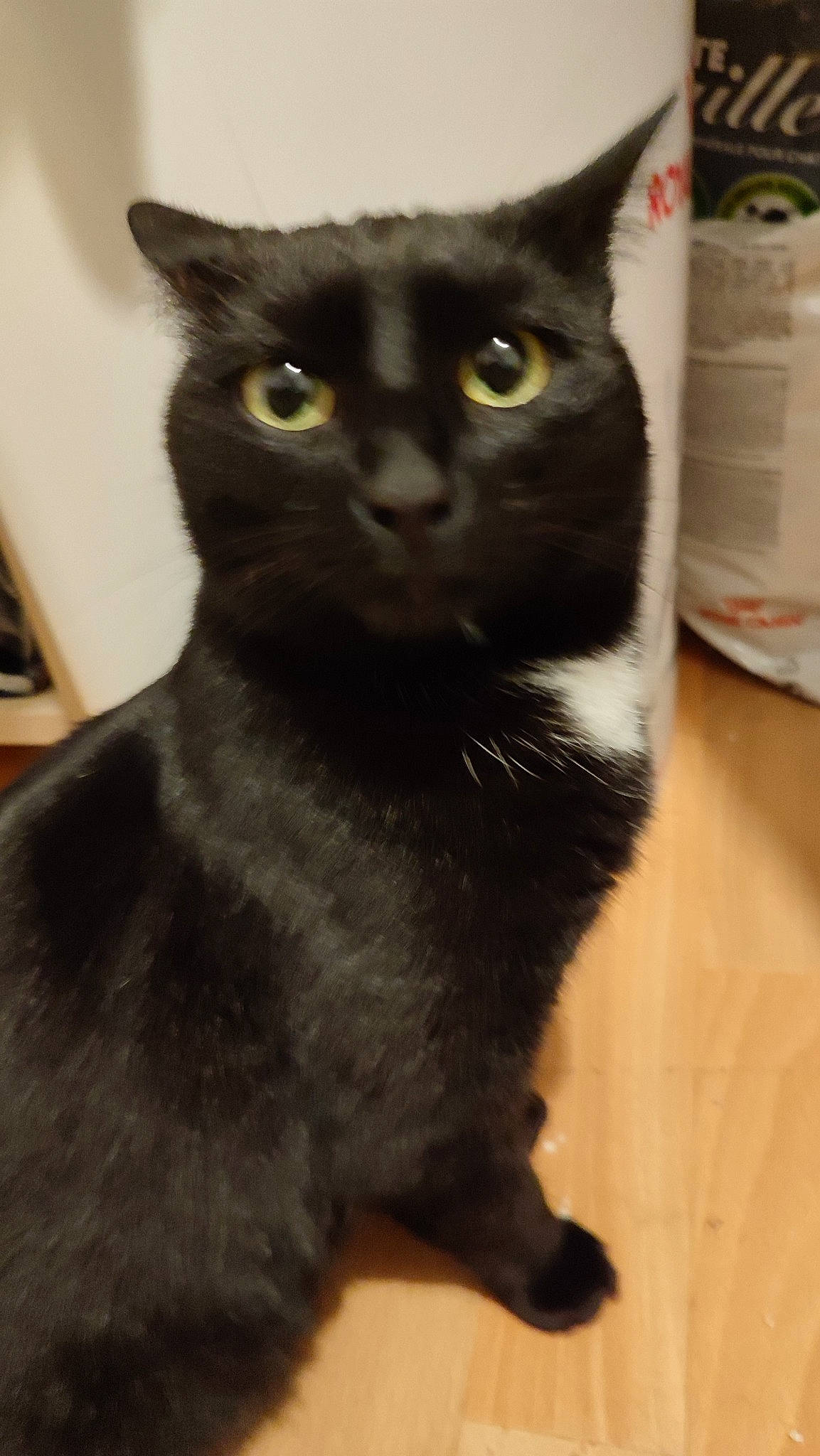 Chippie participe au concours pour gagner de l'argent avec cette photo : black_cat, carnivore, cat, domestic_short_haired_cat, felidae, fur, small_to_medium_sized_cats, snout, tail, terrestrial_animal, whiskers