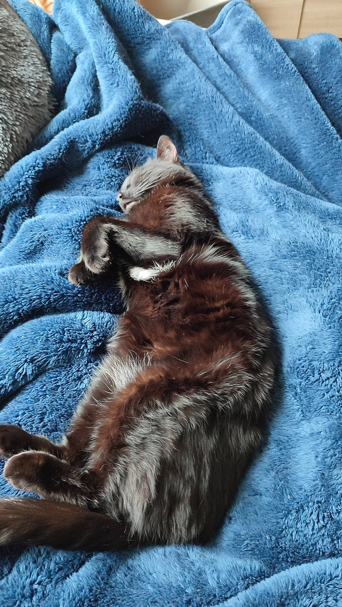 Chippie participe au concours pour gagner de l'argent avec cette photo : brown, carnivore, cat, claw, comfort, dog_breed, domestic_short_haired_cat, electric_blue, felidae, foot, fur, grey, liver, paw, sleeve, small_to_medium_sized_cats, tail, terrestrial_animal, whiskers, wood