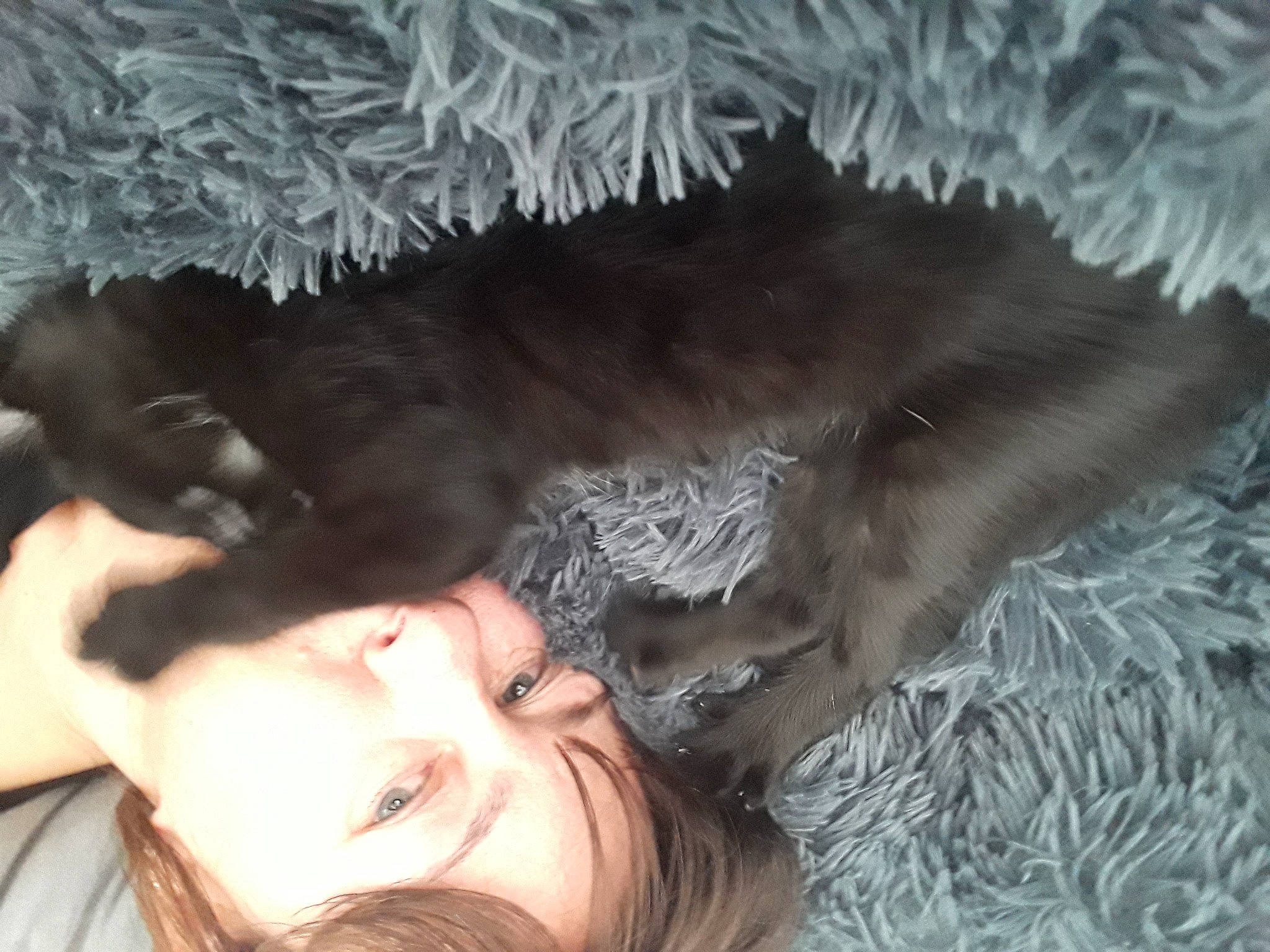 Chippie a rejoint le concours — aidez-le/la à gagner de superbes lots ! carnivore, comfort, companion_dog, dog, dog_breed, ear, felidae, fun, fur, gesture, guard_dog, happy, mammal, small_to_medium_sized_cats, smile, sporting_group, tail, tree, vertebrate, whiskers