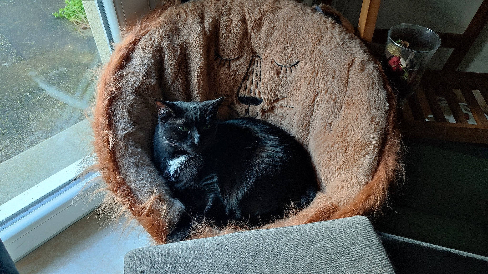 Chippie a rejoint le concours — aidez-le/la à gagner de superbes lots ! black_cat, bombay, box, carnivore, cat, cat_supply, chair, claw, comfort, domestic_short_haired_cat, felidae, fur, grey, small_to_medium_sized_cats, table, tail, terrestrial_animal, whiskers, window, wood