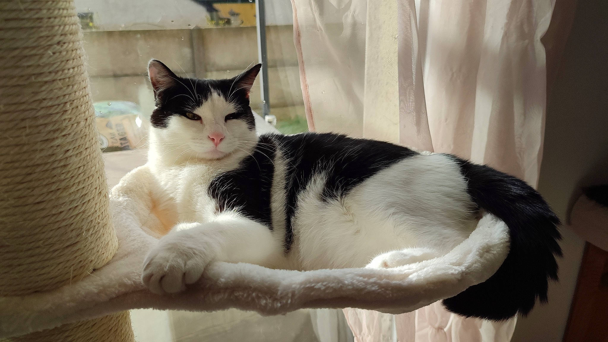 Coeurli a rejoint le concours — aidez-le/la à gagner de superbes lots ! carnivore, cat, cat_furniture, cat_supply, comfort, curtain, domestic_short_haired_cat, eye, felidae, foot, fur, paw, pet_supply, sitting, small_to_medium_sized_cats, snout, tail, terrestrial_animal, whiskers, window