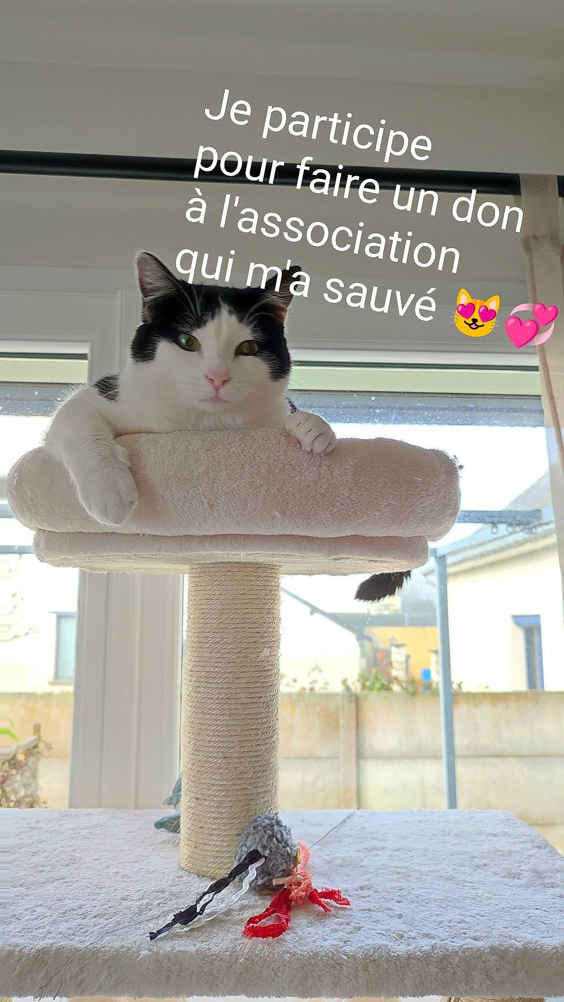 Coeurli participe au concours pour gagner de l'argent avec cette photo : art, box, carnivore, cat, cat_furniture, cat_supply, domestic_short_haired_cat, felidae, font, fur, paw, pet_supply, photo_caption, shelf, sitting, small_to_medium_sized_cats, tail, whiskers, window, wood