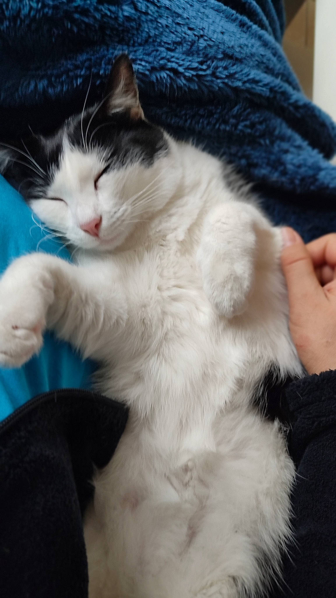 Coeurli participe au concours pour gagner de l'argent avec cette photo : carnivore, cat, claw, comfort, domestic_short_haired_cat, eye, felidae, foot, fur, human_leg, lap, leg, paw, sitting, small_to_medium_sized_cats, snout, tail, whiskers, wool, woolen