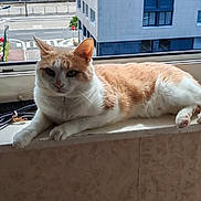 Caramel a rejoint le concours — aidez-le/la à gagner de superbes lots ! abyssinian, animal, architecture, balcony, building, cat, couch, furniture, handrail, hardwood, kitten, manx, pet, plywood, roadsign, siamese, sign, symbol, window, wood