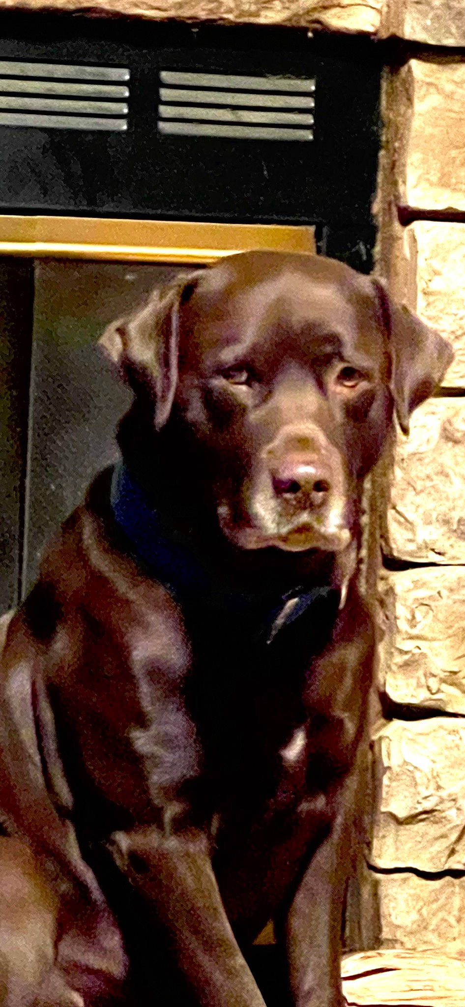 Dude is registered to the contest to win money with this photo: canidae, carnivore, companion_dog, dog, dog_breed, dog_collar, fawn, fur, gun_dog, labrador_retriever, liver, pet_supply, puppy, retriever, snout, sporting_group, terrestrial_animal, whiskers, wood, working_animal