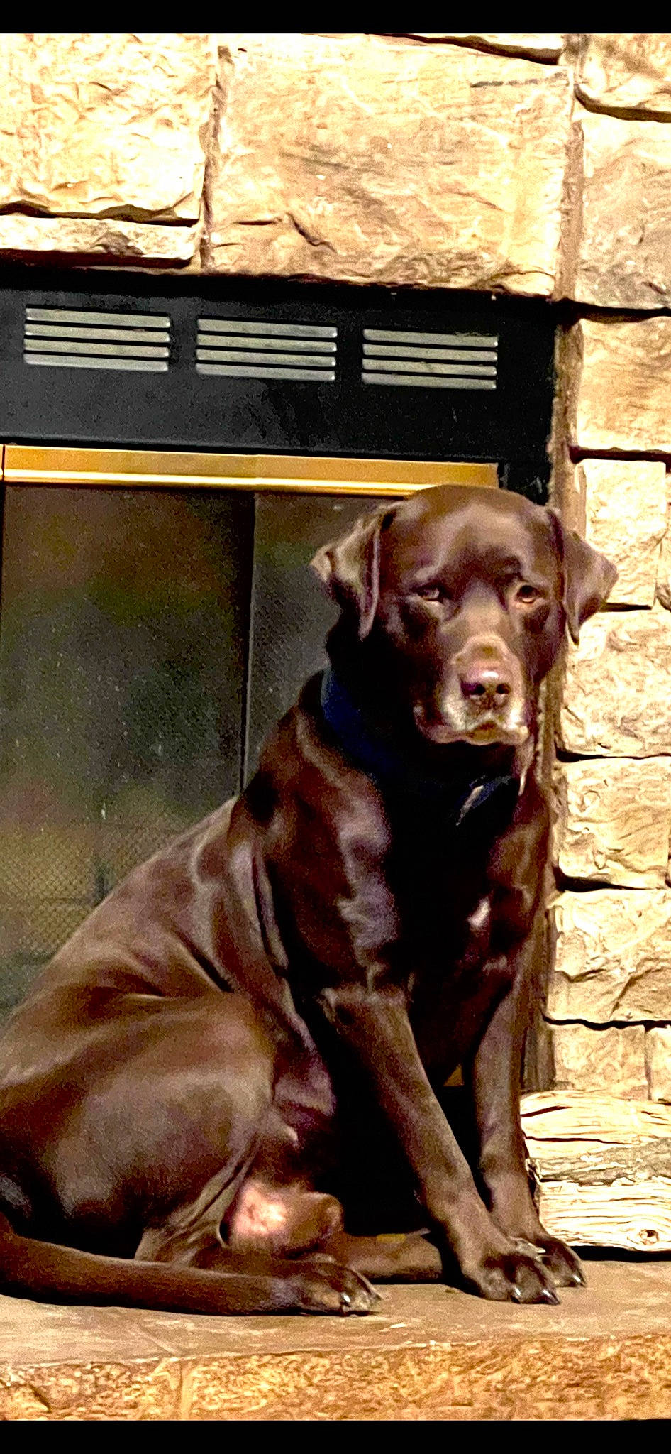 Dude joined the competition — help win amazing prizes! ancient_dog_breeds, brick, canidae, carnivore, companion_dog, dog, dog_breed, dog_collar, door, fawn, fur, giant_dog_breed, guard_dog, gun_dog, liver, retriever, window, wood, working_animal, working_dog