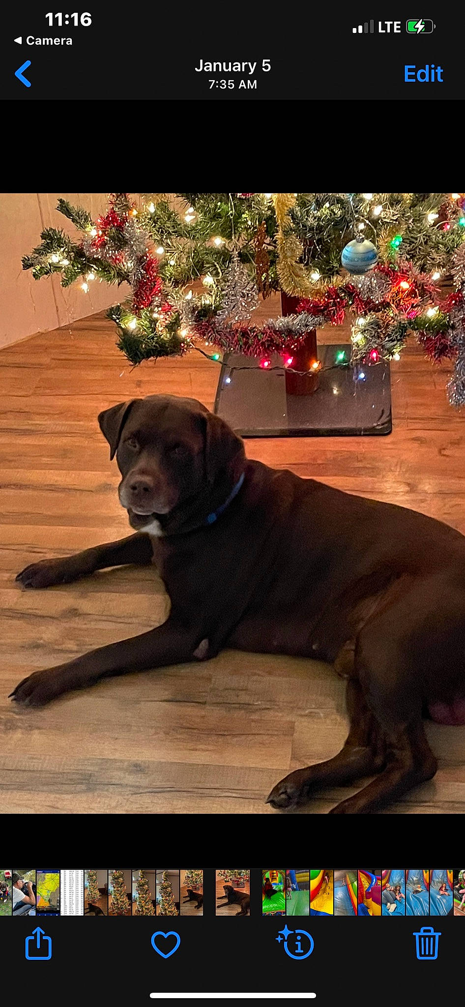 Dude is registered to the contest to win money with this photo: carnivore, christmas_decoration, christmas_eve, christmas_ornament, christmas_tree, companion_dog, dog, dog_breed, dog_collar, event, fawn, gun_dog, holiday, holiday_ornament, light, liver, ornament, plant, wood, working_animal