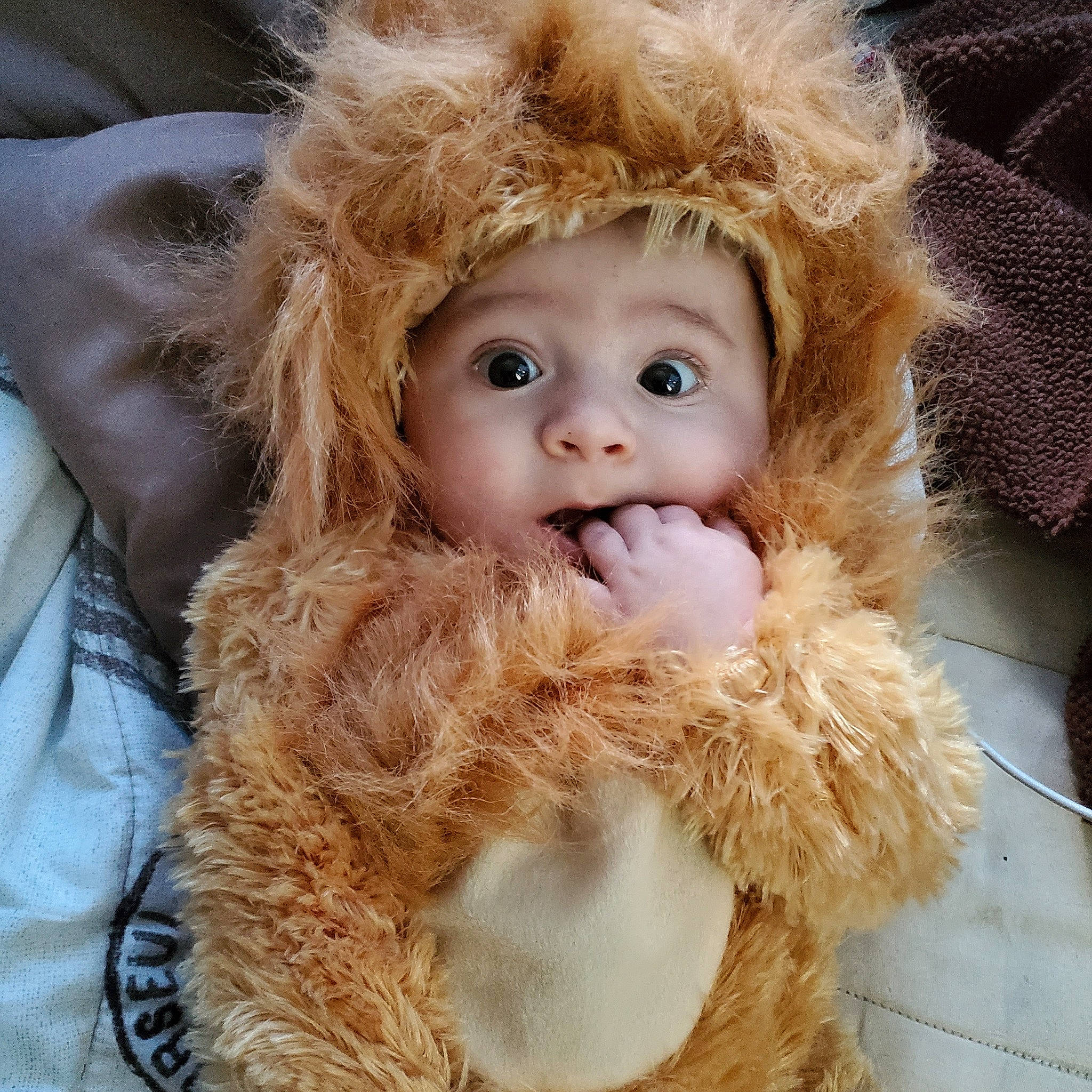 Alick Atkins is registered to the contest to win money with this photo: baby, child, fawn, fur, fur_clothing, person, toddler, toy, wool