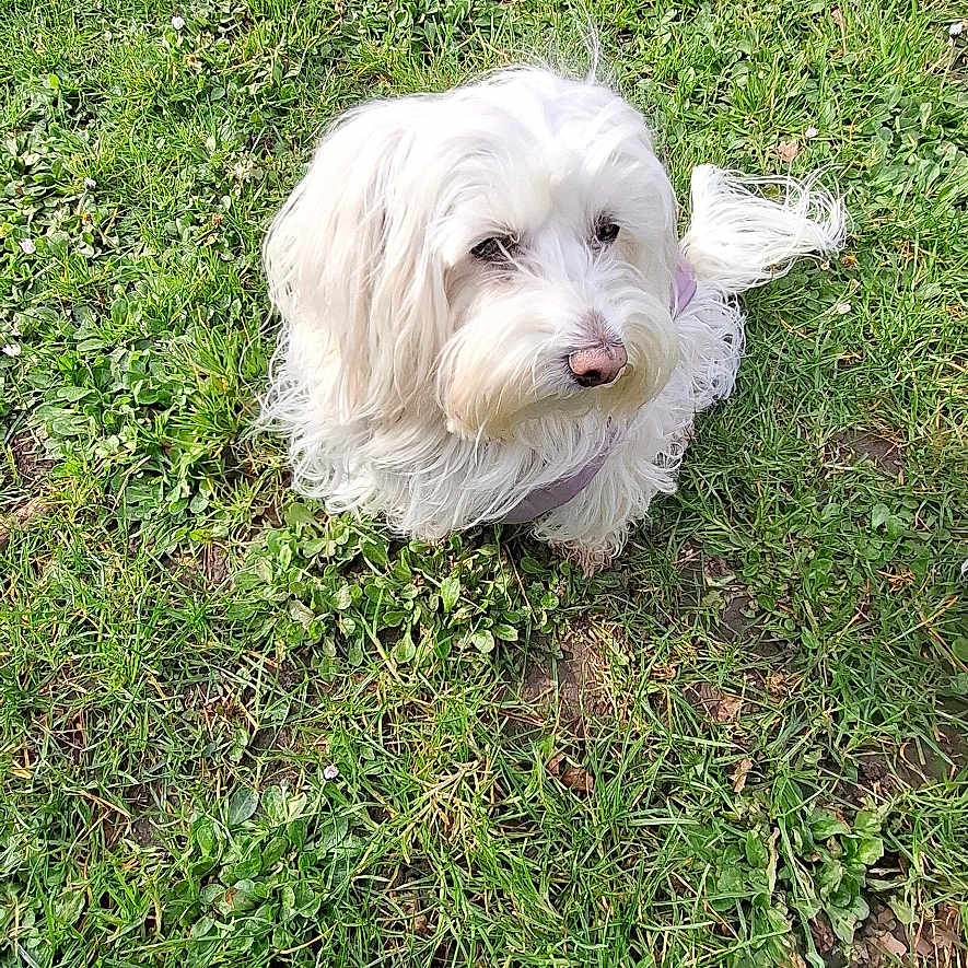 Estrellita participe au concours pour gagner de l'argent avec cette photo : animal, canine, casual, cute, daylight, dog, fluffy, fur, grass, greenery, looking_up, nature, nose, outdoor, park, pet, shoe, sitting, small_dog, white_dog