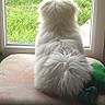 animal, backyard, cushion, dog, fluffy, garden, grass, green_toy, home, indoors, long_hair, pet, rear_view, rope_toy, sitting, small_dog, tile_floor, white_dog, window, window_seat
