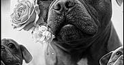 Tyson participe au concours pour gagner de l'argent avec cette photo : animal, black_and_white, calm, close_up, cute, dog, dogs, floral, flowers, grass, happy, multiple_dogs, nature, outdoor, peaceful, petals, portrait, rose, serene, sleeping
