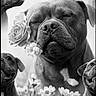Tyson participe au concours pour gagner de l'argent avec cette photo : animal, black_and_white, calm, close_up, cute, dog, dogs, floral, flowers, grass, happy, multiple_dogs, nature, outdoor, peaceful, petals, portrait, rose, serene, sleeping
