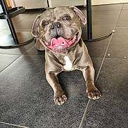 Tyson a rejoint le concours — aidez-le/la à gagner de superbes lots ! animal, brown_dog, canine, cute, dog, domestic_animal, floor, furniture, happy, indoor, legs, looking_up, paw, pet, playful, relaxed, short_hair, smiling, tile_floor, tongue_out