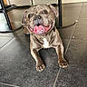 animal, brown_dog, canine, cute, dog, domestic_animal, floor, furniture, happy, indoor, legs, looking_up, paw, pet, playful, relaxed, short_hair, smiling, tile_floor, tongue_out