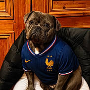 Tyson participe au concours pour gagner de l'argent avec cette photo : animal, black_jacket, blue_jersey, clothing, cushion, cute, dog, ears, eyes, french_football, fur, indoor, nose, paw, pet, portrait, shirt, sitting, sportswear, wooden_background