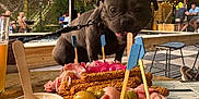 Tyson a rejoint le concours — aidez-le/la à gagner de superbes lots ! dog, charcuterie_board, ham, olives, breadsticks, outdoor_cafe, trees, people, table, wooden_board, glass_of_beer, greenery, leash, patrons, food, snack, daylight, picnic, relaxing, summer