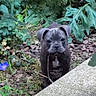 Tyson participe au concours pour gagner de l'argent avec cette photo : adorable, animal, canine, curious, cute, dog, fur, garden, greenery, leaves, nature, outdoor, pet, plants, puppy, small_dog, soil, stick, walking, young_dog