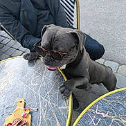 Tyson a rejoint le concours — aidez-le/la à gagner de superbes lots ! dog, sunglasses, table, marble_pattern, outdoor, person, sitting, food, meat, wooden_board, pavement, casual_clothing, black_dog, pet, leisure, daylight, chair, accessory, tongue_out, hand
