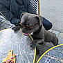 dog, sunglasses, table, marble_pattern, outdoor, person, sitting, food, meat, wooden_board, pavement, casual_clothing, black_dog, pet, leisure, daylight, chair, accessory, tongue_out, hand