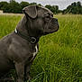 dog, gray_dog, leather_collar, grass, field, outdoor, nature, pet, canine, side_view, sitting, fur, animal, greenery, overcast_sky, muzzle, ears, snout, alert, portrait