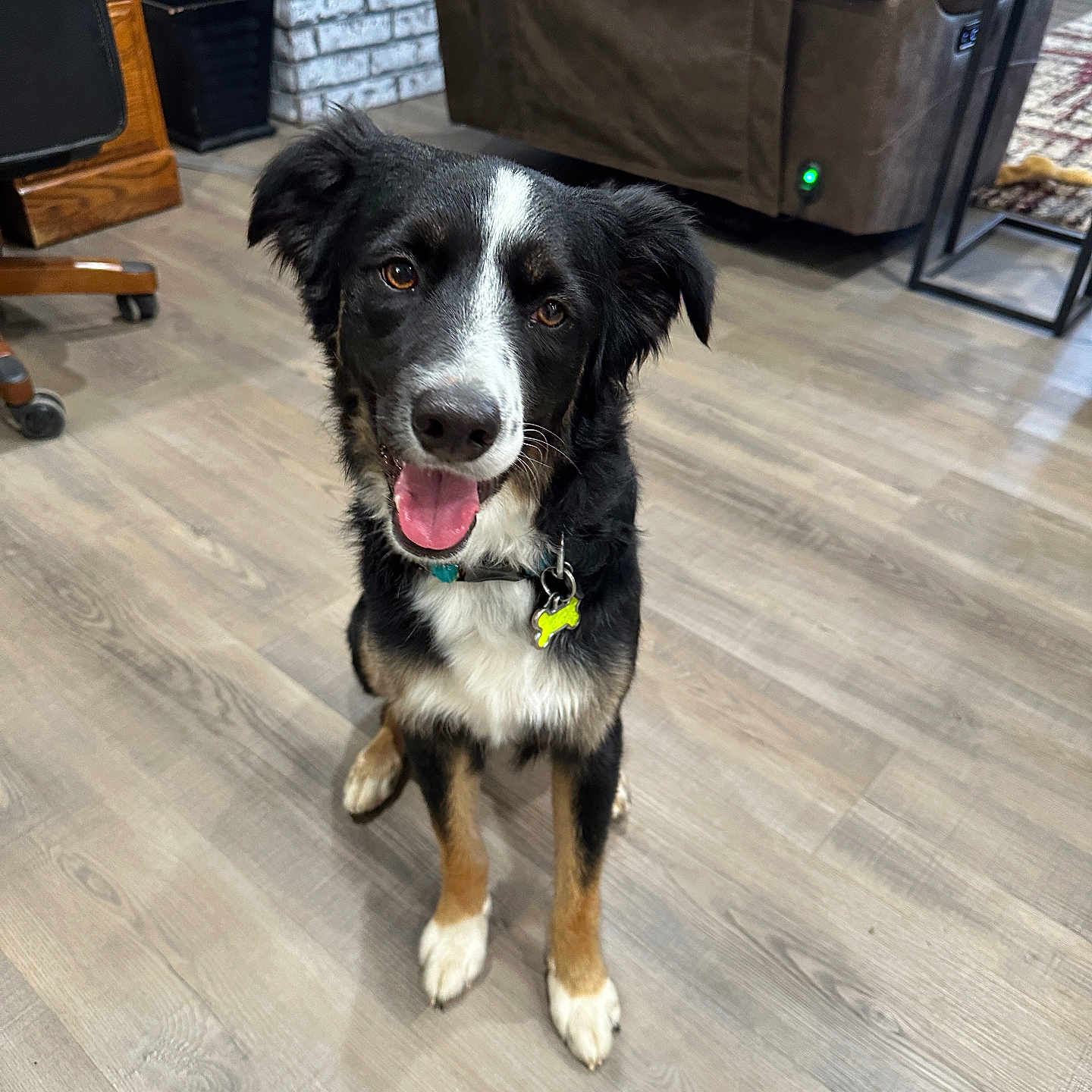 Blu joined the competition — help win amazing prizes! accessories, animal, architecture, box, bread, building, canine, chair, couch, dog, food, furniture, hardwood, indoors, interiordesign, livingroom, pet, puppy, strap, wood